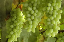 2008 grape and almond summary
