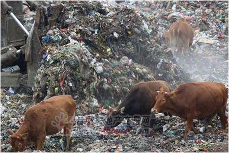 垃圾场养牛 网友:都有毒 在中国活着是一种奇迹
